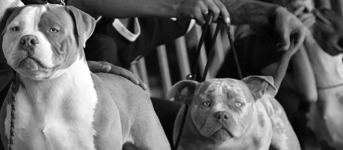 American Bully SA History