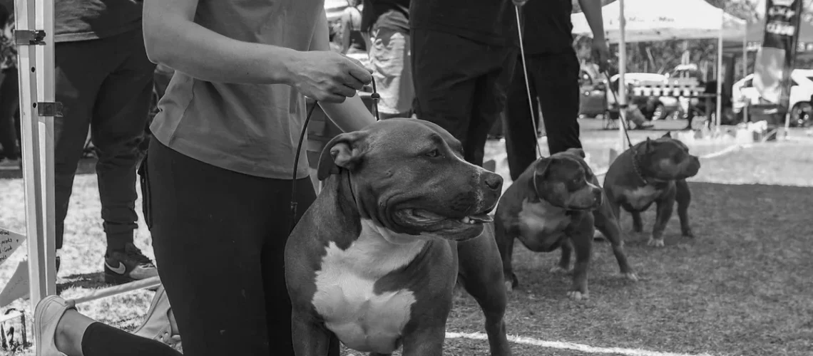 American Bully Show Posing