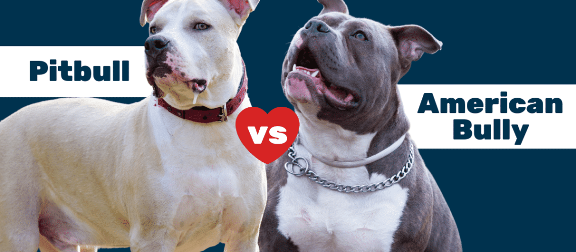 Pitbull-vs-American-Bully