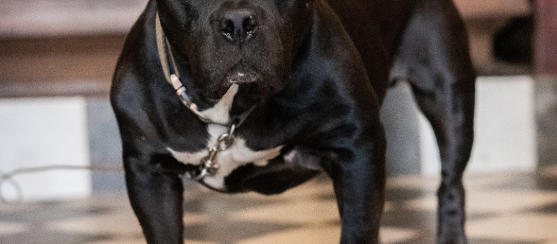 Biggie the Trooper